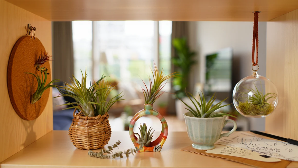 Creative air plant holders DIY ideas: wicker basket, glass globe, teacup, cork wall mount, and modern ceramic holder on a shelf.