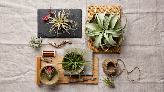 A creative flat lay of diy air plant holders, showing Tillandsia varieties with wire, twine, driftwood, and ceramic display ideas.