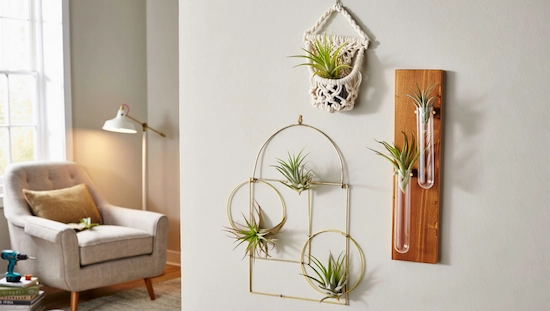 Stylish wall-mounted air plant holders DIY: macramé hanger, test tube planter, and gold metal frame with air plants on a living room wall.