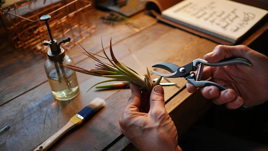 Essential tools for diy air plant holders, including pruning shears, water mister, paintbrush, and a wire frame on a wooden table.