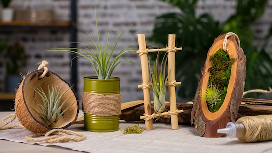 Eco-friendly air plant holders DIY crafts: coconut shell, tin can, bamboo frame, and bark wood holder with twine and moss on a table.
