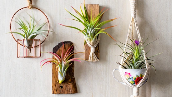 Colorful diy air plant holders displayed on a wall, including wood, copper, and macrame designs with vibrant Tillandsia air plants.
