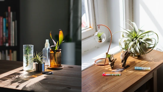 Common mistakes & expert tips for air plant holders DIY: glass jars, spray bottle, driftwood, and hanging glass globe with air plants.
