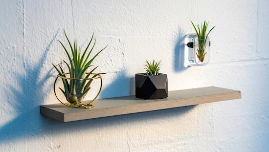 Modern diy air plant holders on a floating shelf, featuring gold wire, geometric black pot, and a clear wall-mounted design.